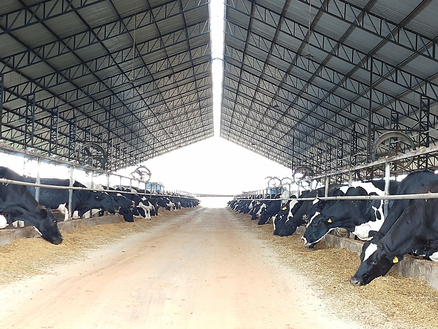 Cows in Brazil