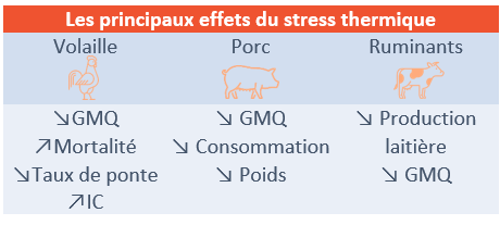 Effets stress thermique hausse matières premières