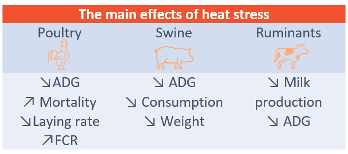 Main effects heat stress species