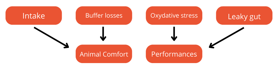 Leaky Gut heat stress consequences