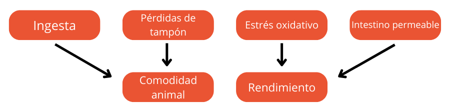 permeabilidad intestinal estres termico consecuencias