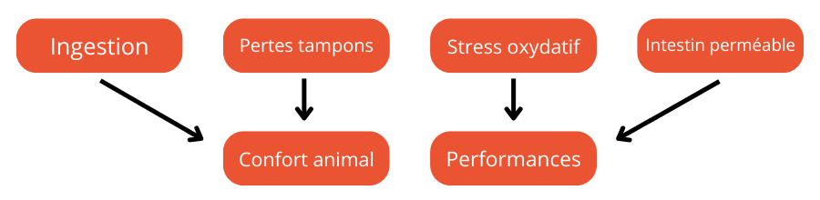 effets perméabilité intestinale stress thermique