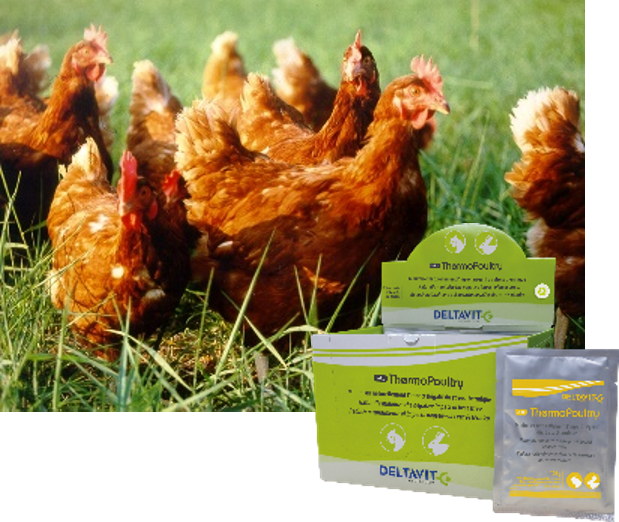 ThermoPoultry aves de corral estres termico