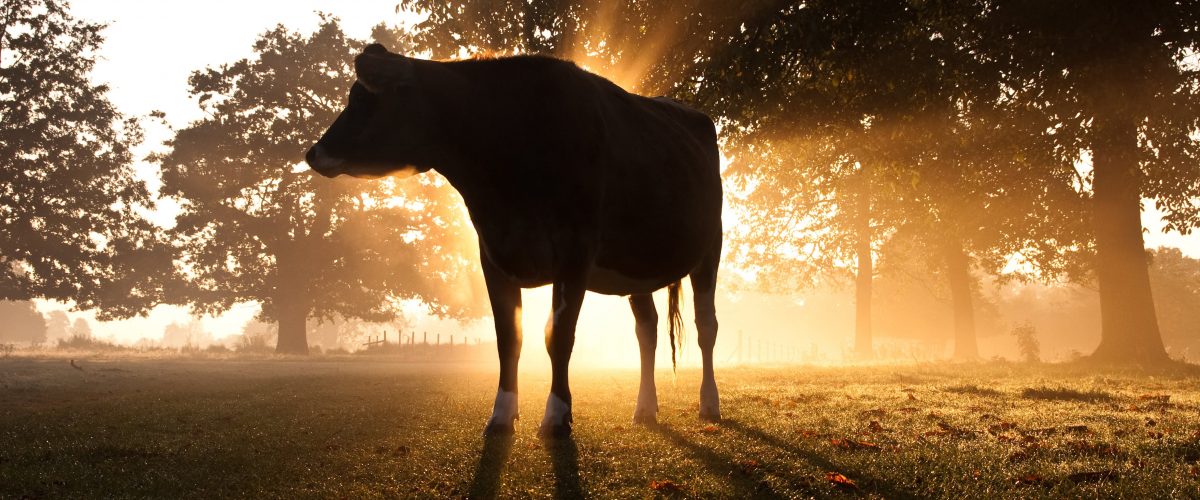 Vache au soleil stress thermique