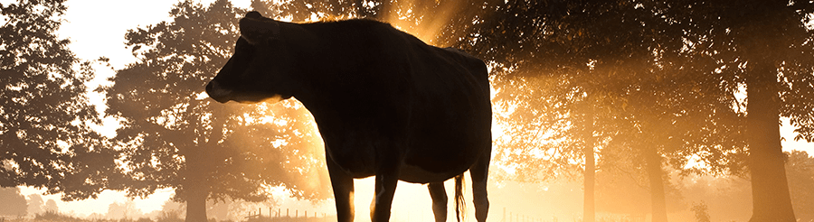 cows sun heat stress heat waves