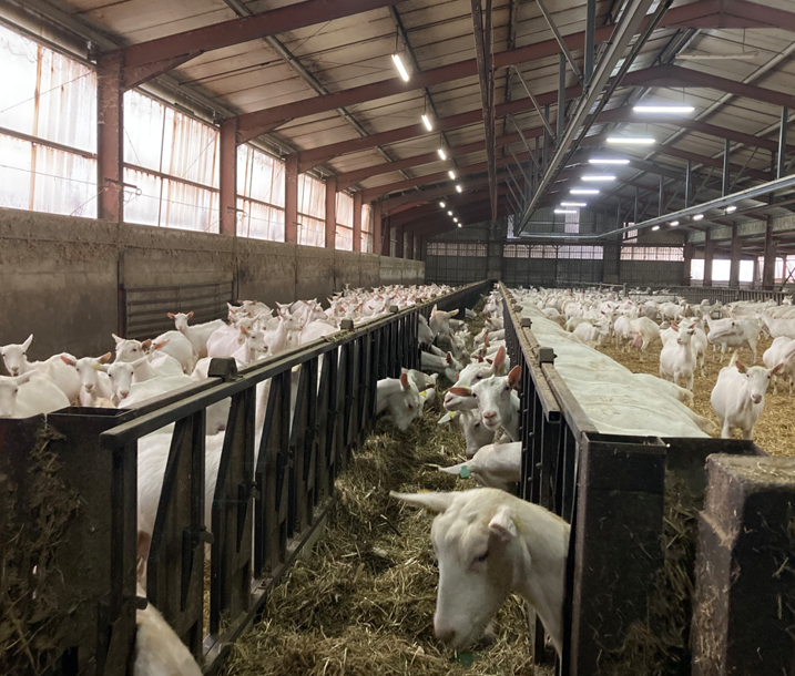 Herd of goats on a goat farm