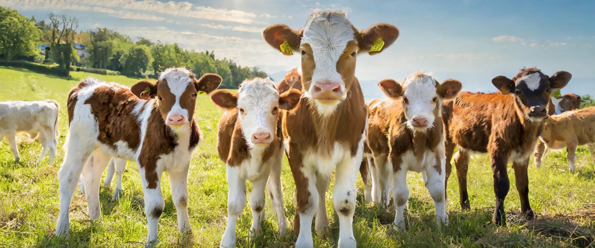 Herd of young ruminants calves outside in a field with lots of sunshine