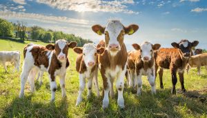 Herd of young ruminants calves outside in a field with lots of sunshine