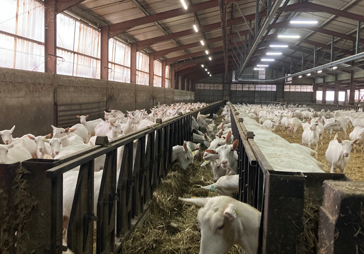 Herd of goats on a goat farm